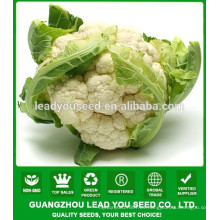 Nombre híbrido de la compañía de la semilla de la coliflor de NCF10 Huaduo Guangzhou